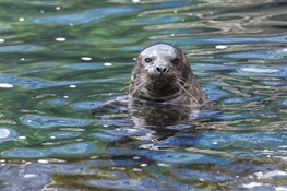 New York Aquarium Welcomes Harbor Seal Pup 